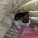 망원동 상실이네+1353 발목골절수술 563일, 핀제거수술 85일 발목 컨디션 오늘만 같아라
