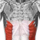 external abdomimnal oblique muscle(배바깥빗근) 이미지