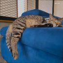 후미후미 이미지