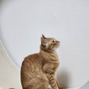 우다다(WOODADA) | 고양이 놀아주는법 운동 무소음 고양이 캣휠 1년 후기