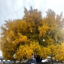 반계초등학교 | 단풍여행 지금이 피크! 원주 반계리 은행나무 단풍 절정 (2025.11 실시간 후기), 주차 꿀팁까지