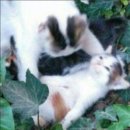 낭만고양이 이미지