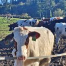 우람목장 이미지