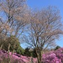 (주)제일가스부천지점 | 부천 원미산 진달래동산 봄꽃 축제 후기, 주차 정보와 사진 스폿 정리