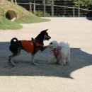 우리동네 펫 이미지