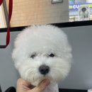네오펫 이미지