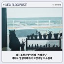 카페그냥 | 울산주전고양이카페 &#39;카페그냥&#39; 후기｜바다뷰 힐링카페에서 고양이랑 여유롭게