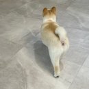 뽀송뽀송애견놀이방 이미지
