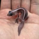 (주)더조은펫타운 | 오레오 , 아멜 , 화이트아웃 , 줄루 , 노멀 패턴리스 펫테일게코 베이비 신규 입고되었습니다 :)