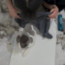 고양이 미용실 안냥 이미지