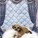 밀리아 펫살롱 이미지