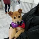 니나펫카페 이미지