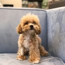메르시 동물병원 이미지