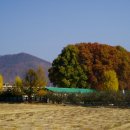 길안초등학교의 가을...1 이미지