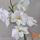 서문가구거리 이미지