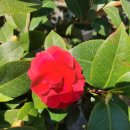 예스메디컬의원 이미지