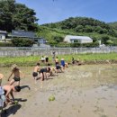 창녕우포늪창소년습지기자단, 성산중학교3학년-태어나고 두 번째로 해보는 모내기 이미지