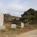 상주 낙화담 소나무 이미지