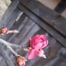 26.1.28(수)출석부 (납월) 홍매소식(감자심을 준비중~~) 이미지