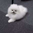 밀리언 로즈 가든 이미지