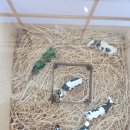 다올목장 | [제주 서귀포/어니스트밀크] 내돈내산 목장 카페 후기 🐄