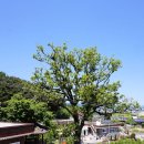 김해 신안 저수지, 노거수 감나무, 삼충대 비석 이미지