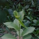 체리목장 이미지