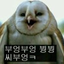 라치오 비엘 이미지