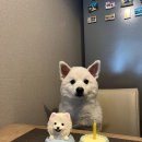 대전 강아지 케이크 주문제작은 ‘모로로’에서 해봐유🐶🐾