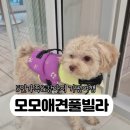 상면사무소 (2층) | 가평 가족 여행 추천! 아이와 반려견과 함께한 모모애견풀빌라 1부🐶🐾