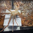 갈릴리 수산물 도매 | 포항 죽도시장 박달대게, 닭새우 맛집 [갈릴리대게회식당] 찐후기