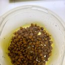 마마스미독 강아지분양 부산덕천점 이미지