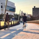 코모레비 이미지