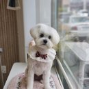 수정애견미용실 네이버블로그
