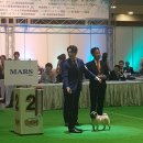 A. DOG(어독) 이미지