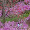 요즘 한창인 홍매화 산청에 진달래꽃 보세요. 이미지