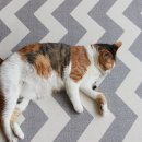 펫 노리터 이미지