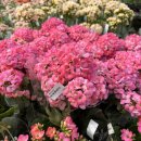 세븐일레븐 용인남사대로점 | 용인 남사화훼단지 에르베플라워 아울렛 후기 식집사 성지 추천