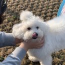 도그노크 이미지