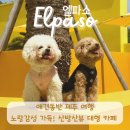 제주 애견동반 여행 [엘파소 Elpaso] 서귀포 안덕 산방산 노랑 카페 내돈내산 후기