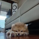 희봉선생 이미지