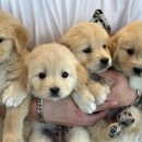 골든리트리버분양 리트리버분양 대형견분양 천안강아지분양 아산강아지분양 당진강아지분양 아산강아지분양 이미지