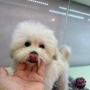 부천강아지분양 멍미 이미지