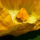 꽃 꿀방 이미지