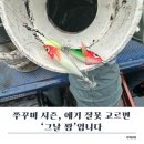 쪼꼬미네 | 씨넥스 쪼꼬미500 에기 25년형 네츄럴 고추장 &amp; 수박 실사용 후기