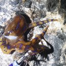 포구어가 이미지