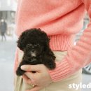 천사애견 이미지