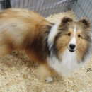 골든베릴셀티 이미지