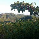 지리산꾸지뽕농장 이미지