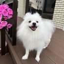 개ST하우스 이미지